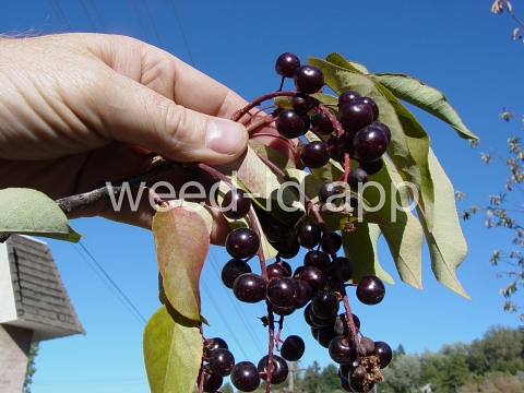 chokecherry, common